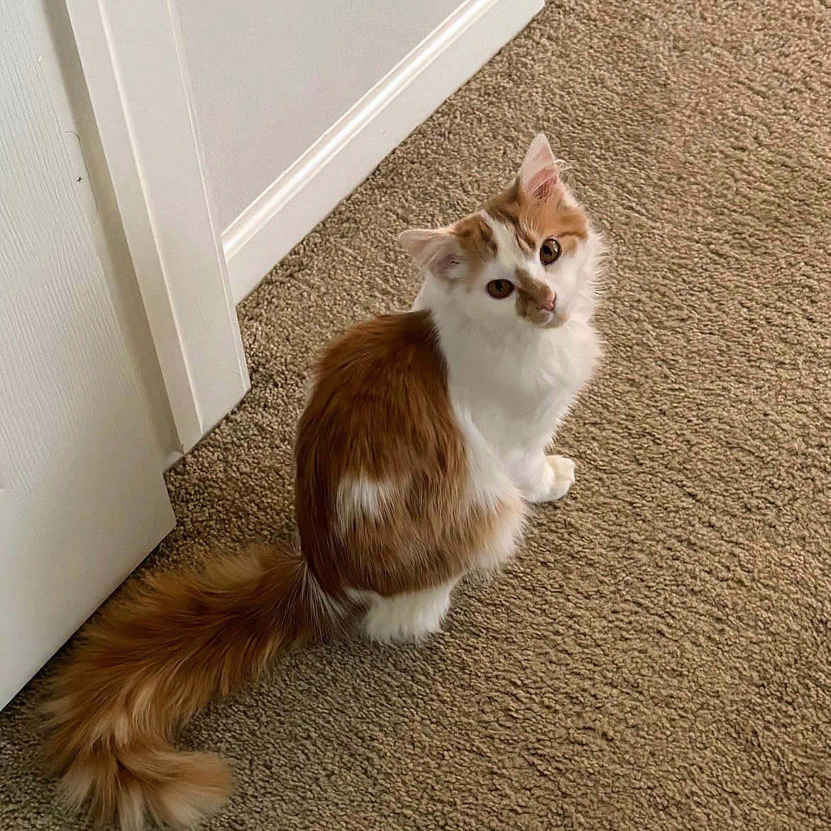 Lexie Weeldreyer is registered to the contest to win money with this photo: abyssinian, angora, animal, canine, cat, dog, door, hardwood, hound, indoors, interiordesign, kitten, manx, mat, pet, siamese, stainedwood, texture, wood