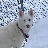 Bentley is registered to the contest to win money with this photo: dog, white_dog, blue_eyes, snow, chain_link_fence, leash, collar, outdoor, winter, pet, canine, animal, fur, alert, standing, cold, nature, daylight, fence, background