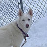 dog, white_dog, blue_eyes, snow, chain_link_fence, leash, collar, outdoor, winter, pet, canine, animal, fur, alert, standing, cold, nature, daylight, fence, background