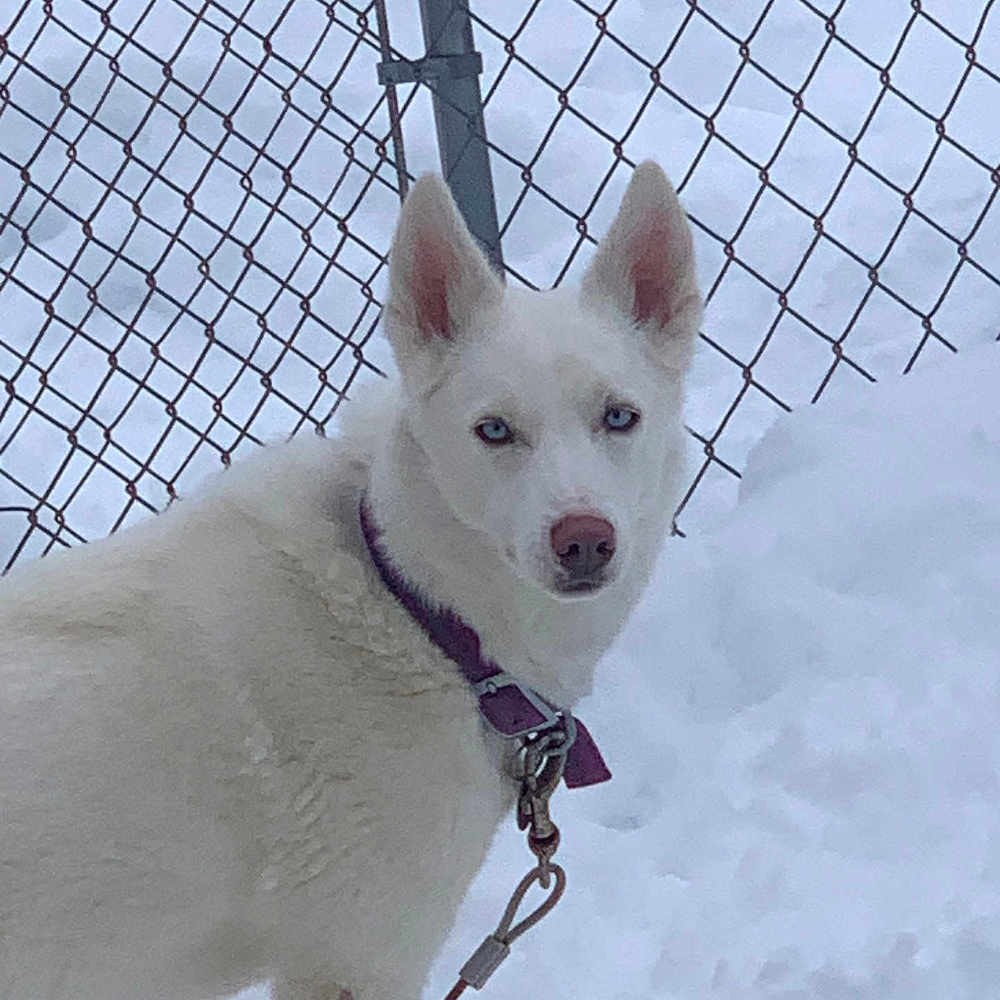 Bentley is registered to the contest to win money with this photo: dog, white_dog, blue_eyes, snow, chain_link_fence, leash, collar, outdoor, winter, pet, canine, animal, fur, alert, standing, cold, nature, daylight, fence, background