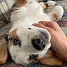 dog, pet, couch, hand, upside_down, blue_eyes, fur, relaxed, indoor, comfort, canine, scratching, snout, ears, patterned_fabric, domestic_animal, closeup, resting, friendly, cozy