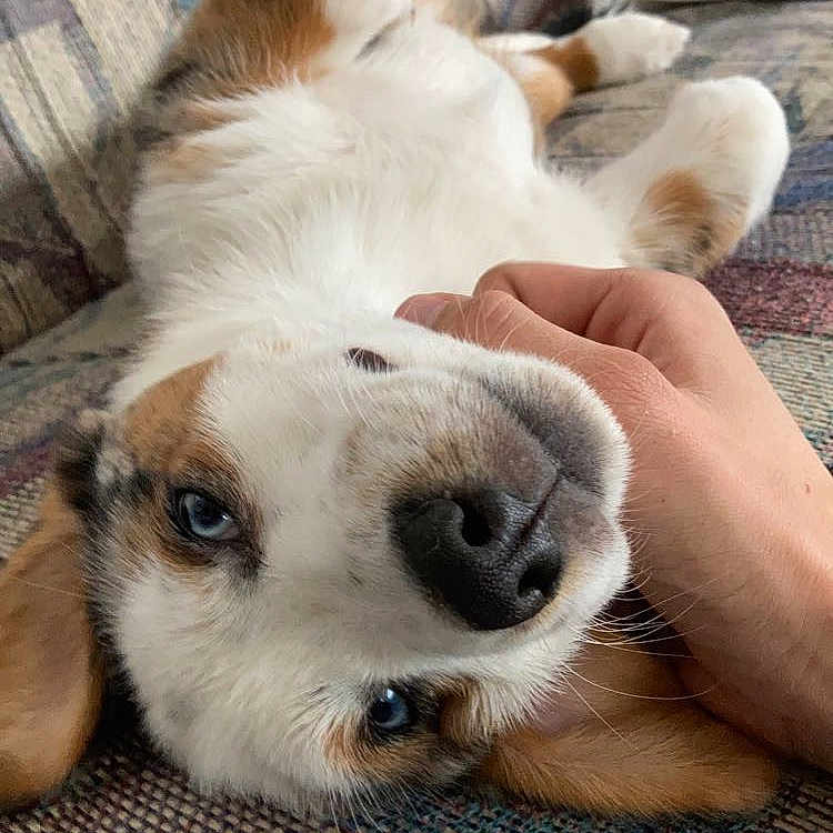 Milo joined the competition — help win amazing prizes! dog, pet, couch, hand, upside_down, blue_eyes, fur, relaxed, indoor, comfort, canine, scratching, snout, ears, patterned_fabric, domestic_animal, closeup, resting, friendly, cozy