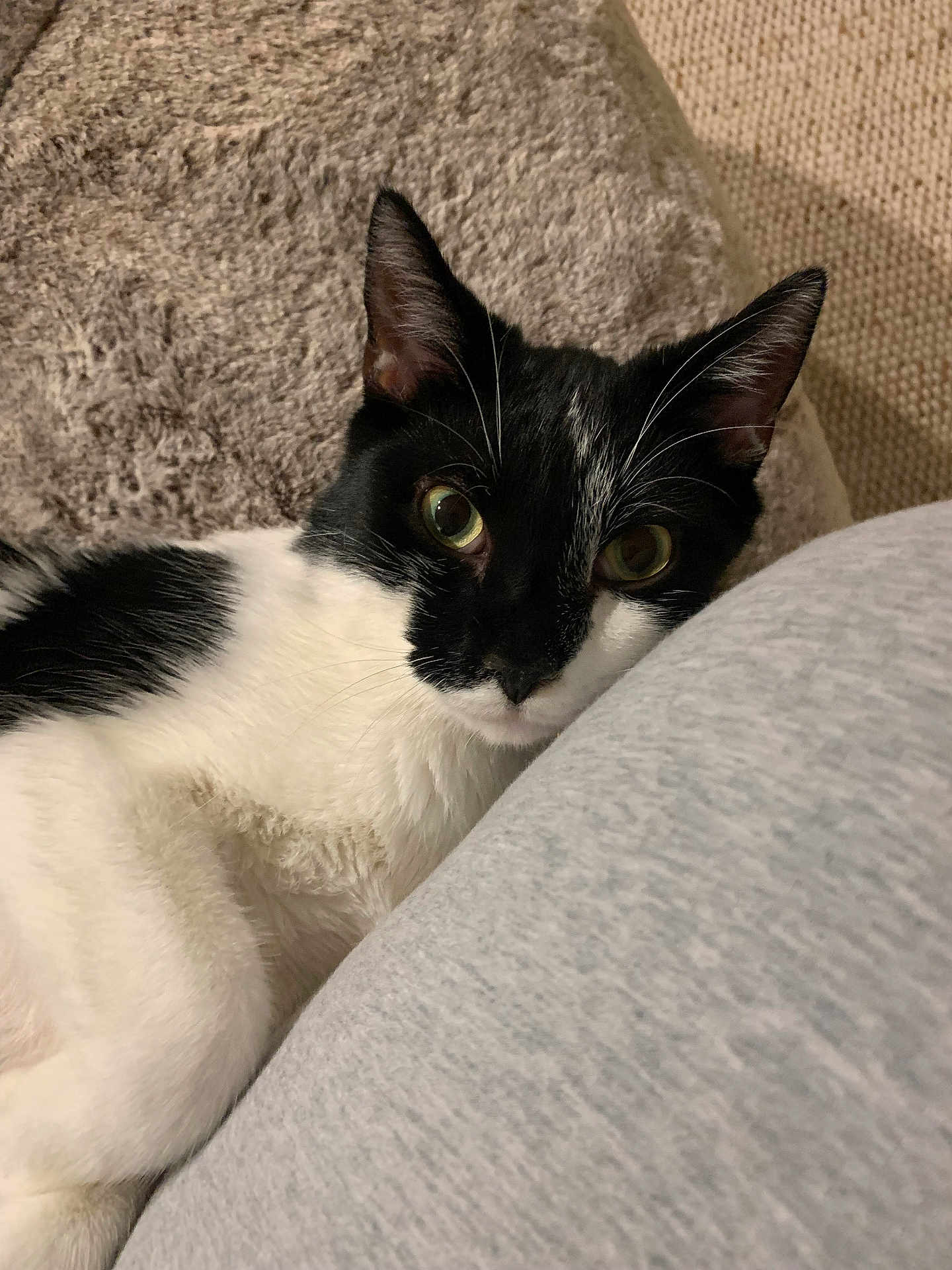 Monty is registered to the contest to win money with this photo: cat, tuxedo_cat, pet, indoor, close_up, whiskers, green_eyes, ears, fur, black_and_white, couch, blanket, cozy, relaxed, portrait, soft_texture, human_leg, sweatpants, nose, curious