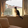 cat, tuxedo_cat, windowsill, window, curtain, curtains, bed, pillow, blanket, cozy, indoor, pet, tail, light_bulb, backyard, fence, house, rooftop, silhouette, sunlight