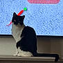 Monty is registered to the contest to win money with this photo: cat, black_and_white_cat, tuxedo_cat, tv_screen, cat_tv_graphic, shelf, remote_control, toy, carpet_texture, indoor, pet, sitting, whiskers, ears, tail, fur, eyes, portrait, looking_at_camera, furniture
