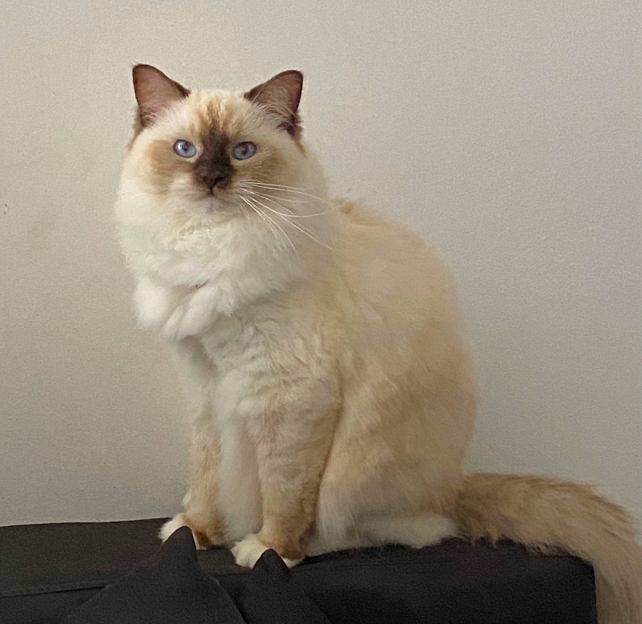 Nala