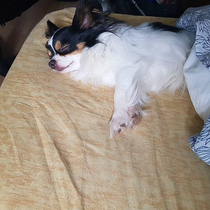 Jingle a rejoint le concours — aidez-le/la à gagner de superbes lots ! canidae, carnivore, companion_dog, dog, dog_breed, fawn, mammal, papillon, phalene, puppy, rat_terrier, sporting_group, tail, toy_dog, whiskers