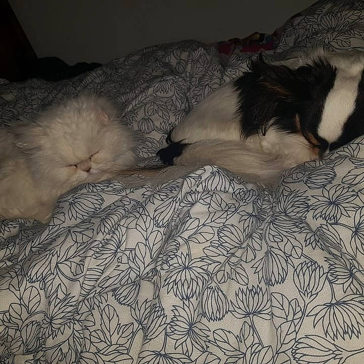 Jingle participe au concours pour gagner de l'argent avec cette photo : canidae, carnivore, cat, claw, felidae, fur, nap, paw, sleep, small_to_medium_sized_cats, tail, whiskers