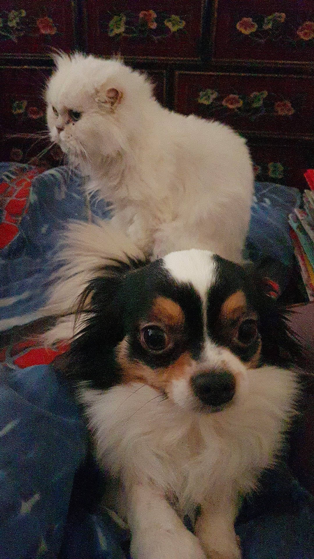 Jingle participe au concours pour gagner de l'argent avec cette photo : ancient_dog_breeds, canidae, carnivore, companion_dog, dog, dog_breed, japanese_chin, mammal, phalene, puppy, snout, sporting_group, toy_dog, vertebrate, whiskers