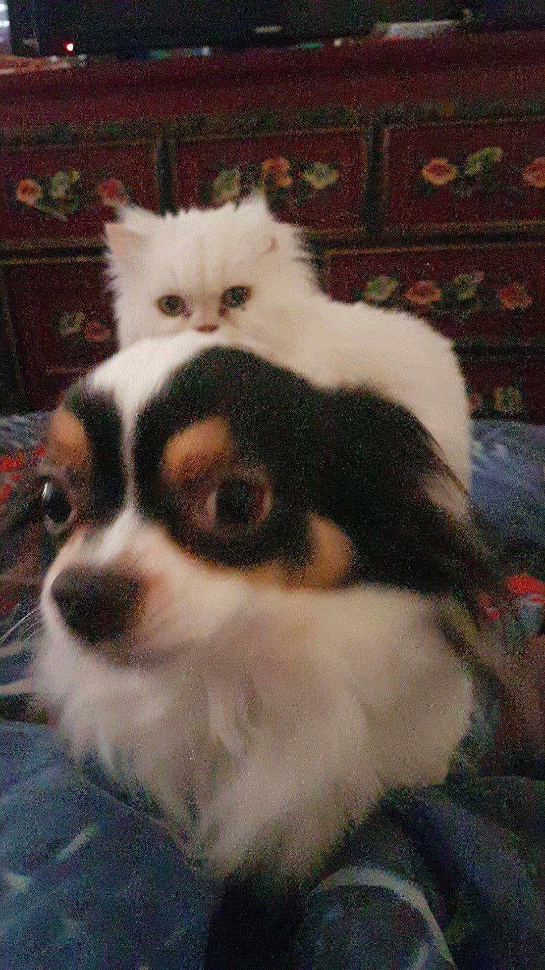 Jingle participe au concours pour gagner de l'argent avec cette photo : canidae, carnivore, companion_dog, dog, dog_breed, ear, eye, fawn, fur, iris, japanese_chin, mammal, nose, puppy, rare_breed_dog, snout, sporting_group, toy_dog, vertebrate, whiskers