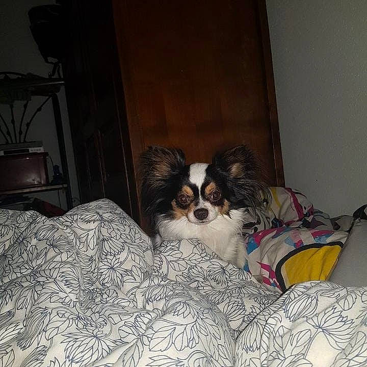 Jingle a rejoint le concours — aidez-le/la à gagner de superbes lots ! bed, canidae, carnivore, cavalier_king_charles_spaniel, companion_dog, dog, dog_breed, kooikerhondje, mammal, papillon, phalene, puppy, spaniel, sporting_group, toy_dog, vertebrate