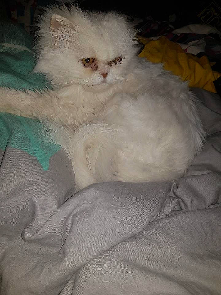 Mimi participe au concours pour gagner de l'argent avec cette photo : asian_semi_longhair, british_longhair, british_semi_longhair, carnivore, cat, domestic_long_haired_cat, eye, felidae, fur, kitten, mammal, persian, ragdoll, small_to_medium_sized_cats, turkish_angora, vertebrate, whiskers