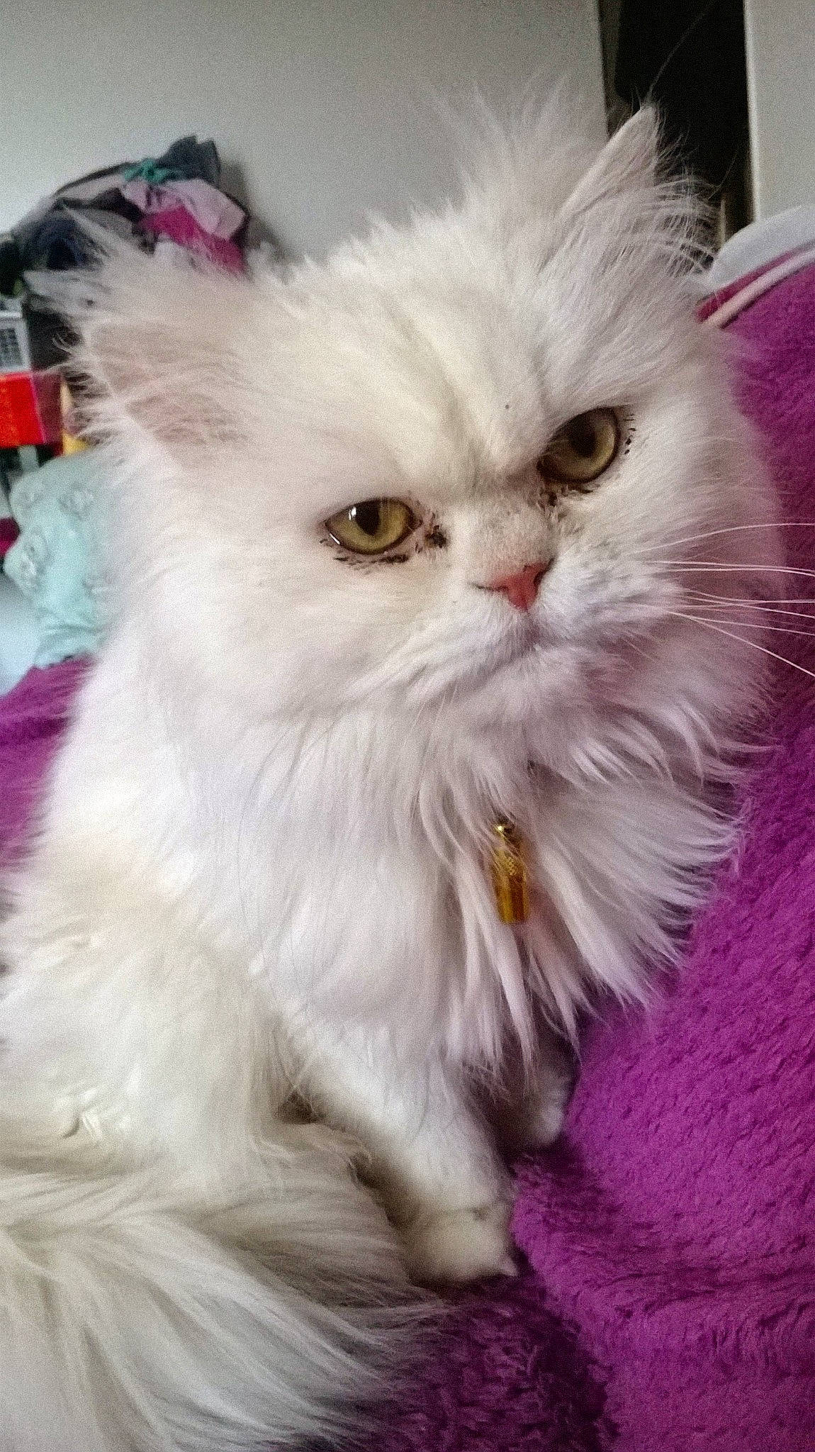 Mimi a rejoint le concours — aidez-le/la à gagner de superbes lots ! asian_semi_longhair, british_longhair, british_semi_longhair, carnivore, cat, domestic_long_haired_cat, eye, felidae, fur, kitten, mammal, napoleon_cat, norwegian_forest_cat, persian, ragamuffin, ragdoll, small_to_medium_sized_cats, turkish_angora, vertebrate, whiskers