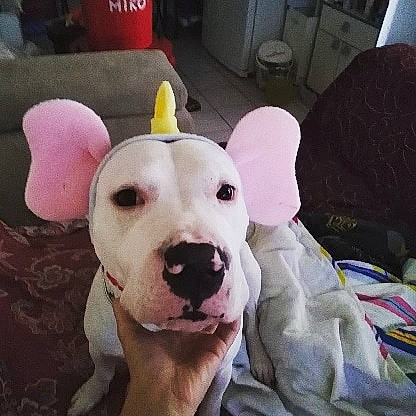 Nawak participe au concours pour gagner de l'argent avec cette photo : bull_terrier, bull_terrier_miniature, bulldog, canidae, carnivore, companion_dog, dog, dog_breed, dogo_argentino, ear, fawn, mammal, non_sporting_group, pit_bull, rare_breed_dog, sporting_group, vertebrate