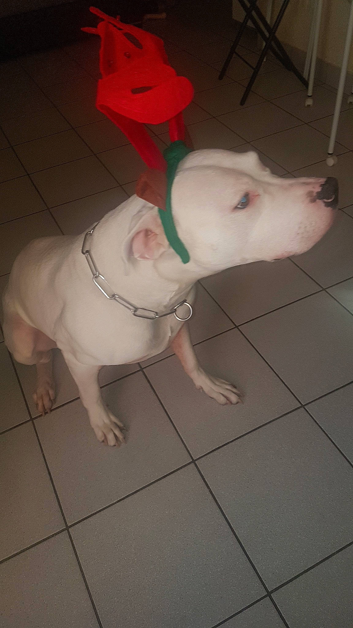 Nawak a rejoint le concours — aidez-le/la à gagner de superbes lots ! american_bulldog, american_pit_bull_terrier, bull_and_terrier, bully_kutta, canidae, carnivore, dog, dog_breed, dogo_argentino, dogo_guatemalteco, fawn, guard_dog, gull_terr, mammal, non_sporting_group, nose, pit_bull, rajapalayam, rare_breed_dog, tail