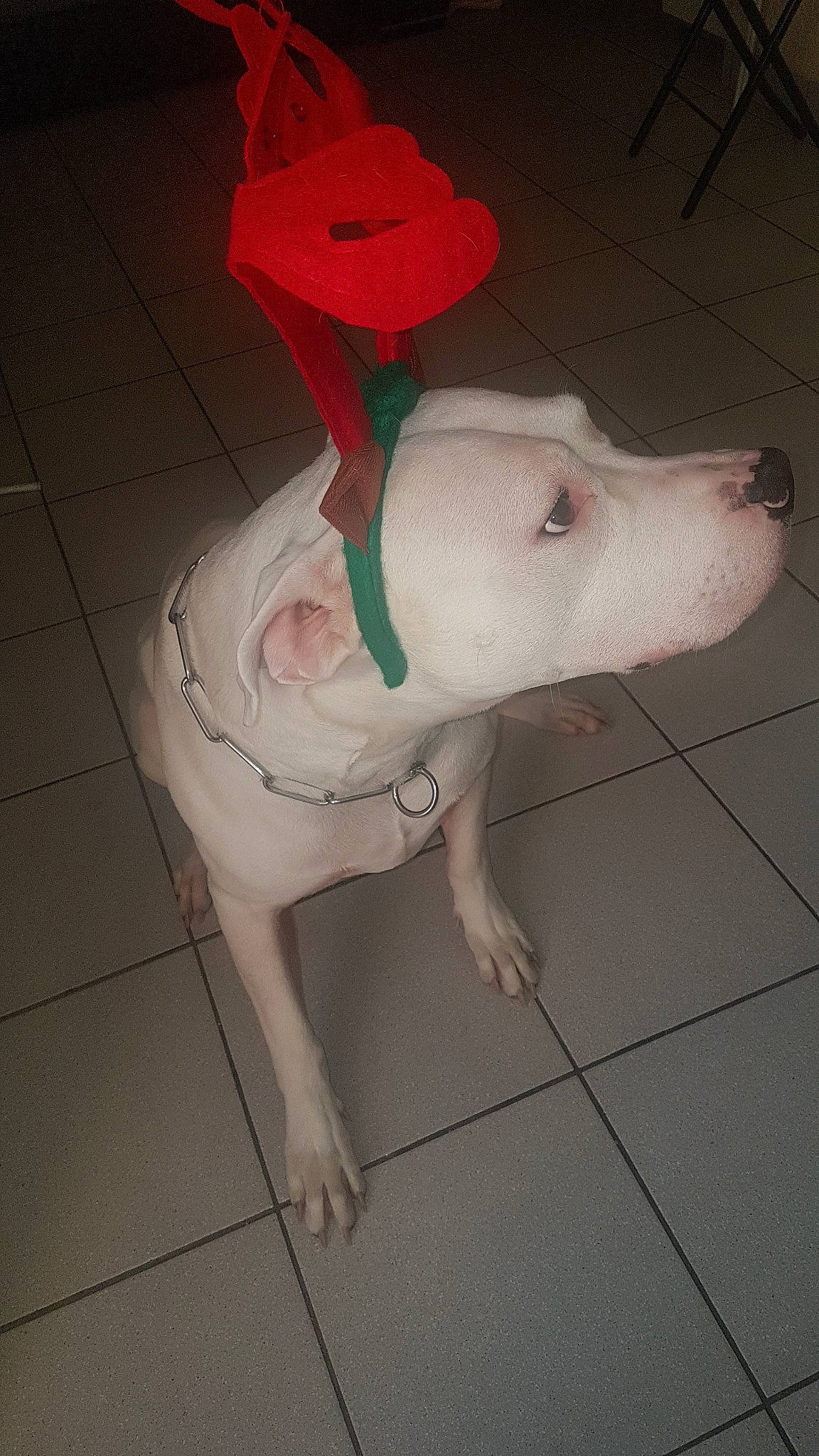 Nawak a rejoint le concours — aidez-le/la à gagner de superbes lots ! american_pit_bull_terrier, canidae, carnivore, dog, dog_breed, dogo_argentino, dogo_guatemalteco, fawn, guard_dog, mammal, non_sporting_group, nose, pit_bull, rajapalayam, snout, sporting_group, tail