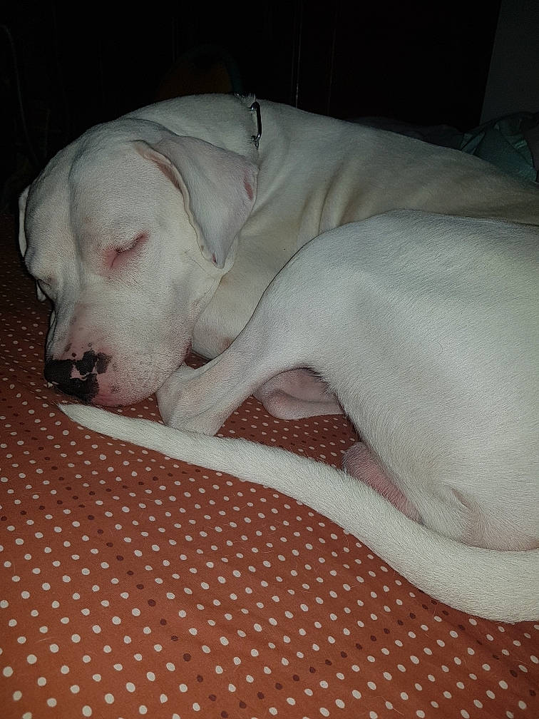 Nawak participe au concours pour gagner de l'argent avec cette photo : american_bulldog, bully_kutta, canidae, carnivore, cordoba_fighting_dog, dog, dog_breed, dogo_argentino, dogo_guatemalteco, fawn, guard_dog, mammal, nap, non_sporting_group, pointer, rajapalayam, rare_breed_dog, sporting_group, tail, vertebrate