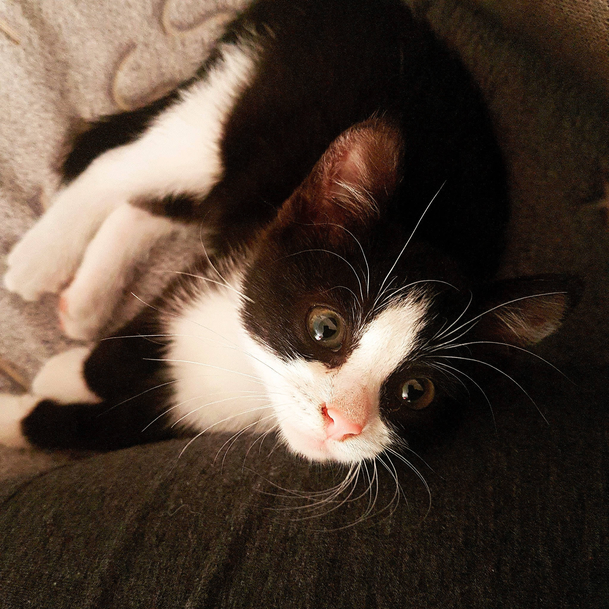 Fury a rejoint le concours — aidez-le/la à gagner de superbes lots ! american_wirehair, black_and_white, carnivore, cat, ear, eye, felidae, fur, kitten, nose, polydactyl_cat, small_to_medium_sized_cats, snout, whiskers