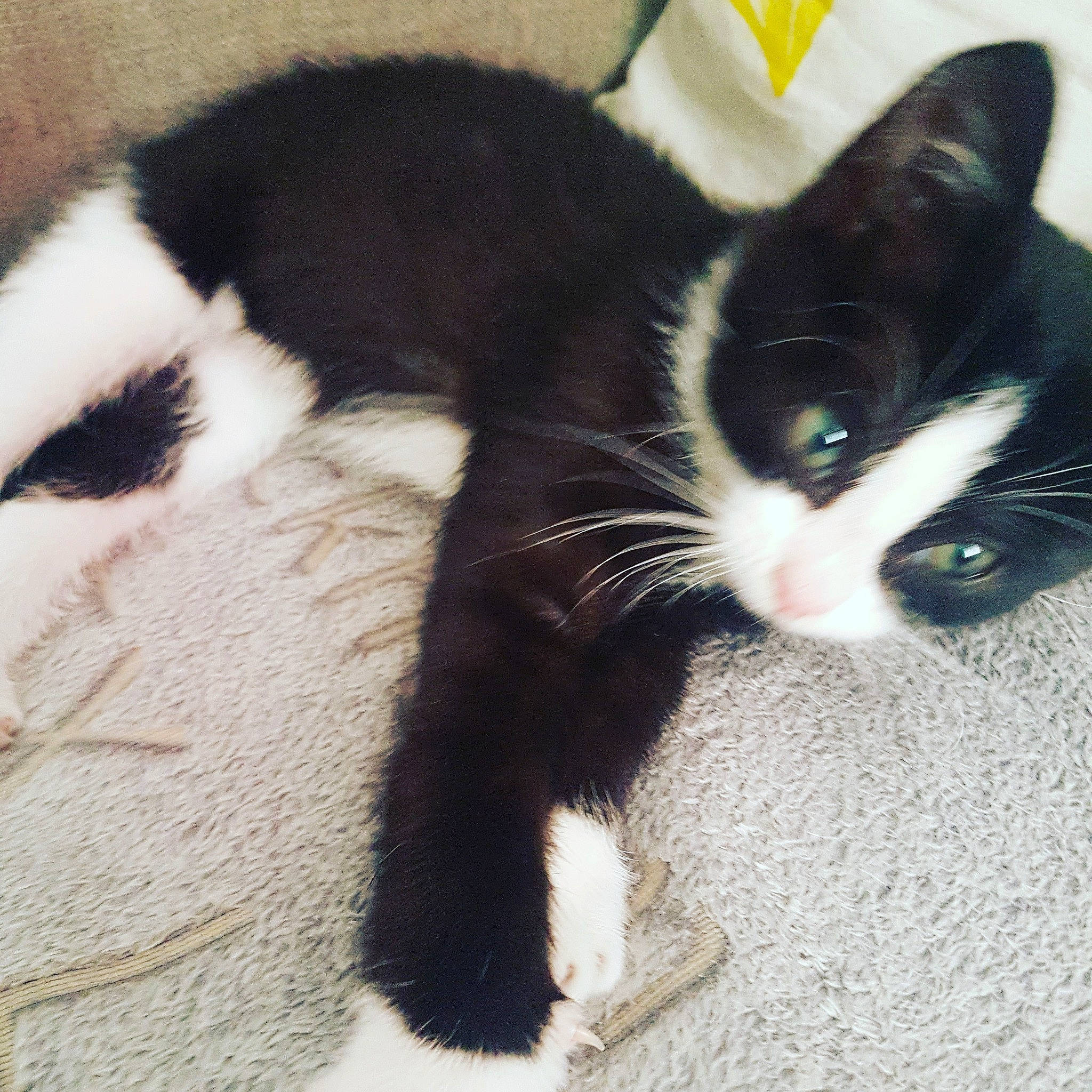 Fury a rejoint le concours — aidez-le/la à gagner de superbes lots ! american_wirehair, black, black_and_white, black_cat, carnivore, cat, claw, domestic_short_haired_cat, ear, eye, felidae, fur, kitten, mammal, paw, polydactyl_cat, small_to_medium_sized_cats, snout, tail, whiskers