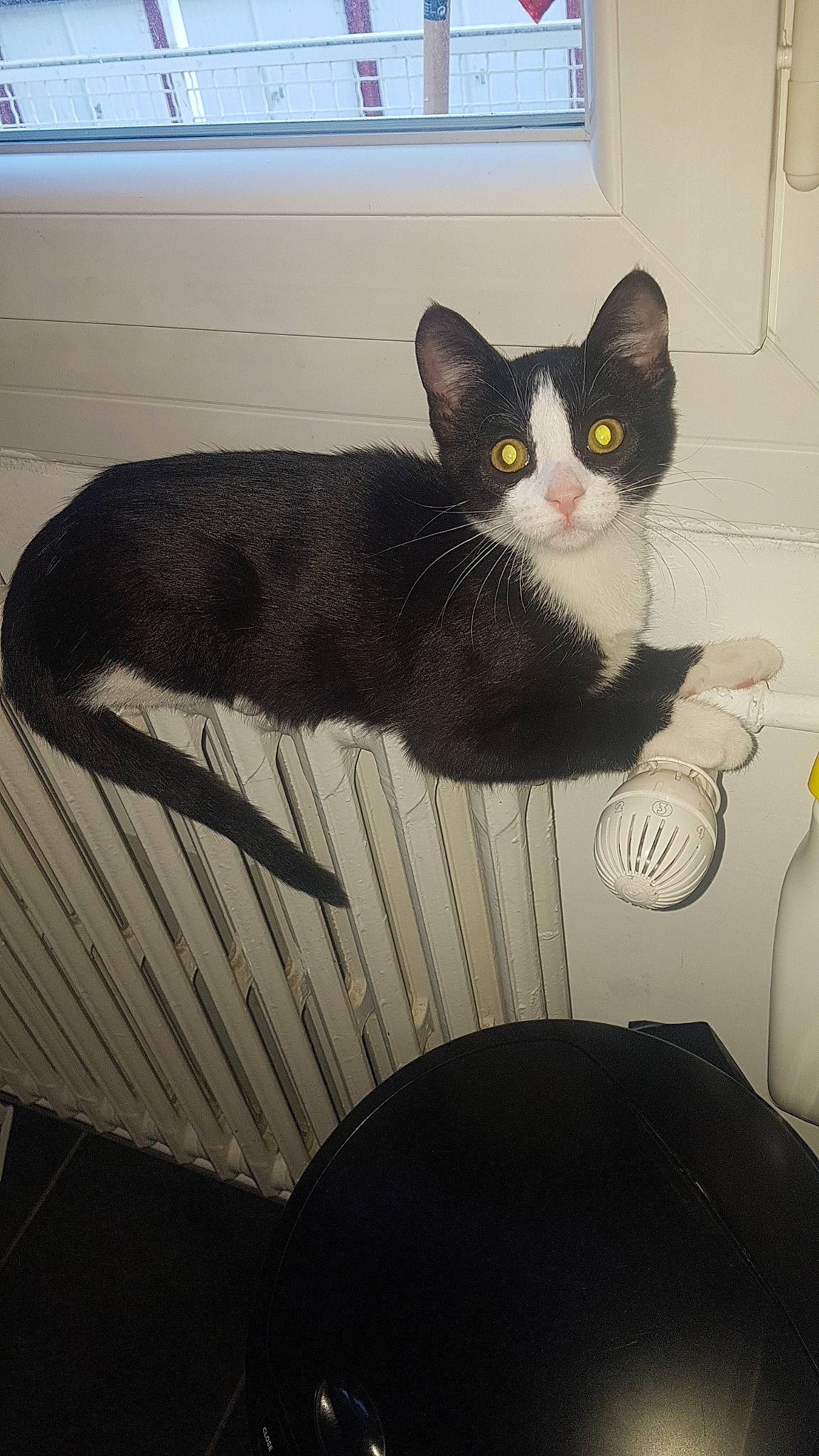 Fury a rejoint le concours — aidez-le/la à gagner de superbes lots ! american_wirehair, black, black_cat, carnivore, cat, domestic_short_haired_cat, european_shorthair, felidae, small_to_medium_sized_cats, tail, whiskers