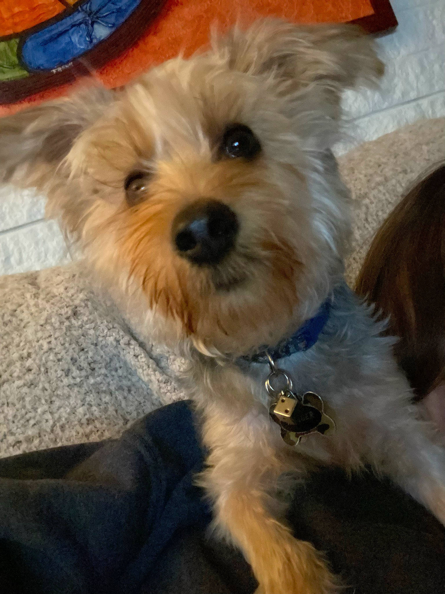 Ranger joined the competition — help win amazing prizes! biewer_terrier, canidae, carnivore, collar, companion_dog, dog, dog_breed, dog_clothes, dog_collar, dog_supply, fashion_accessory, fawn, fur, maltepoo, small_terrier, snout, sporting_group, terrier, toy_dog, working_animal