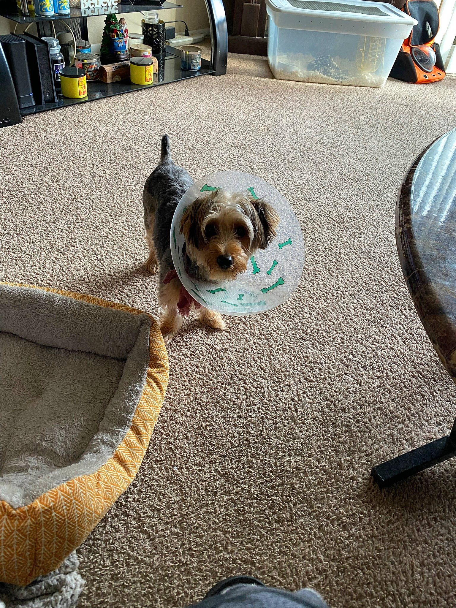 Ranger joined the competition — help win amazing prizes! asphalt, blue, canidae, carnivore, collar, comfort, companion_dog, dog, dog_breed, dog_supply, fawn, floor, flooring, grey, leash, road_surface, snout, sporting_group, toy_dog, working_animal