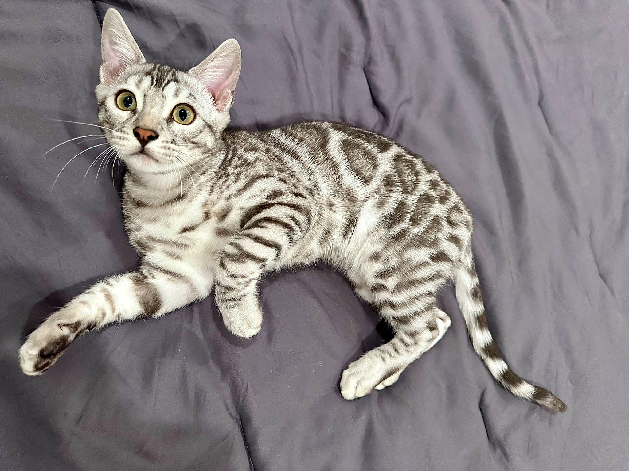 Bam joined the competition — help win amazing prizes! carnivore, cat, claw, domestic_short_haired_cat, felidae, fur, paw, sitting, small_to_medium_sized_cats, snout, tail, terrestrial_animal, whiskers