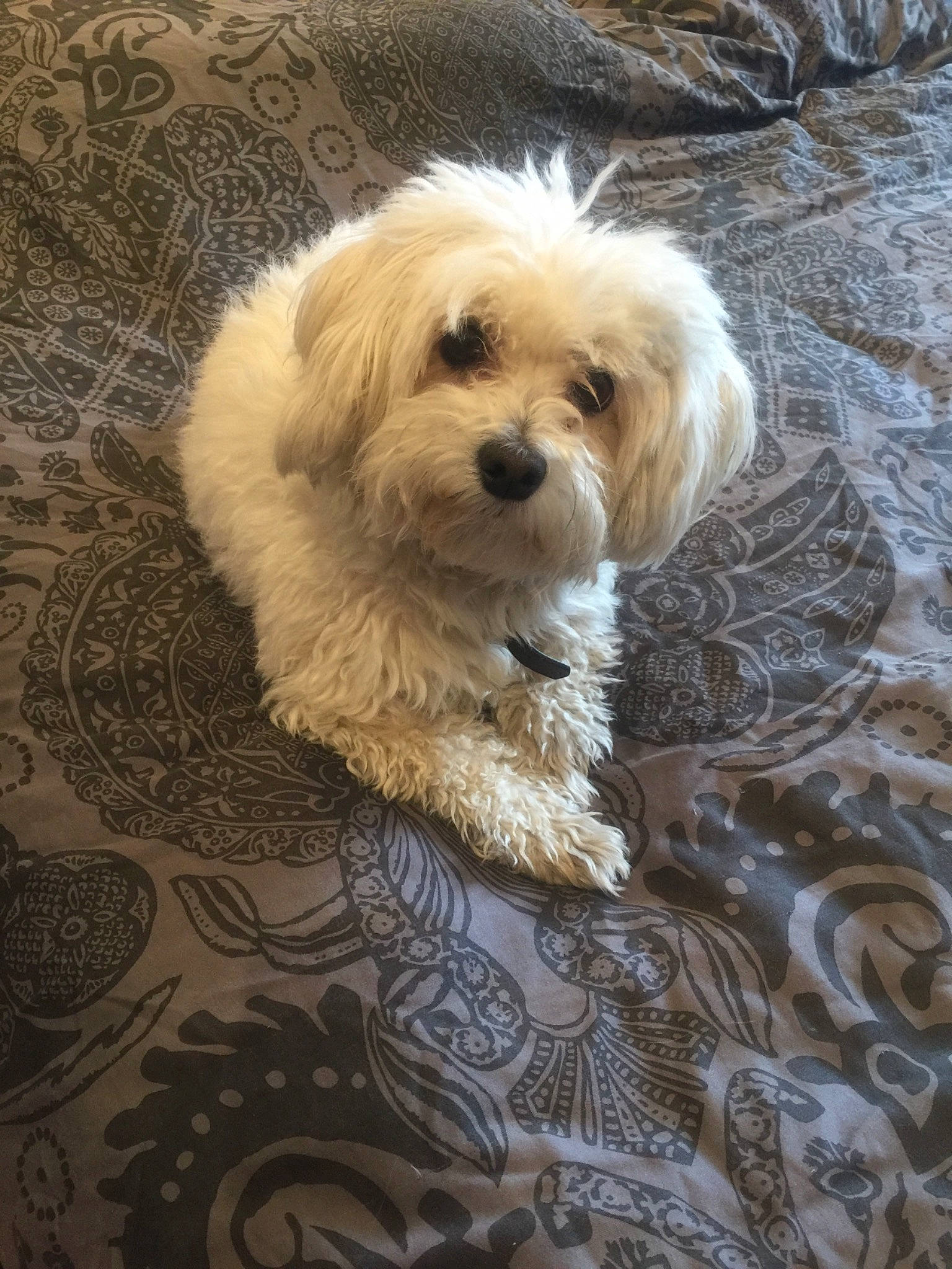 Isy a rejoint le concours — aidez-le/la à gagner de superbes lots ! canidae, carnivore, companion_dog, dog, dog_breed, eye, flooring, fur, maltepoo, non_sporting_group, pattern, poodle_crossbreed, puppy, shih_poo, small_terrier, snout, sporting_group, terrier, toy_dog, water_dog