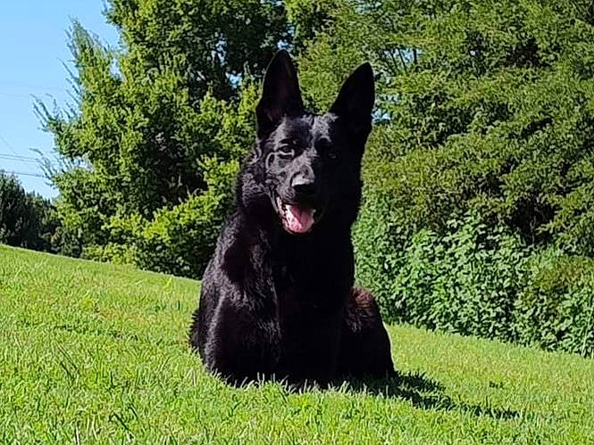 Jasmine is registered to the contest to win money with this photo: canidae, carnivore, companion_dog, dog, dog_breed, grass, herding_dog, king_shepherd, plant, sky, sporting_group, terrestrial_animal, tree, working_animal, working_dog