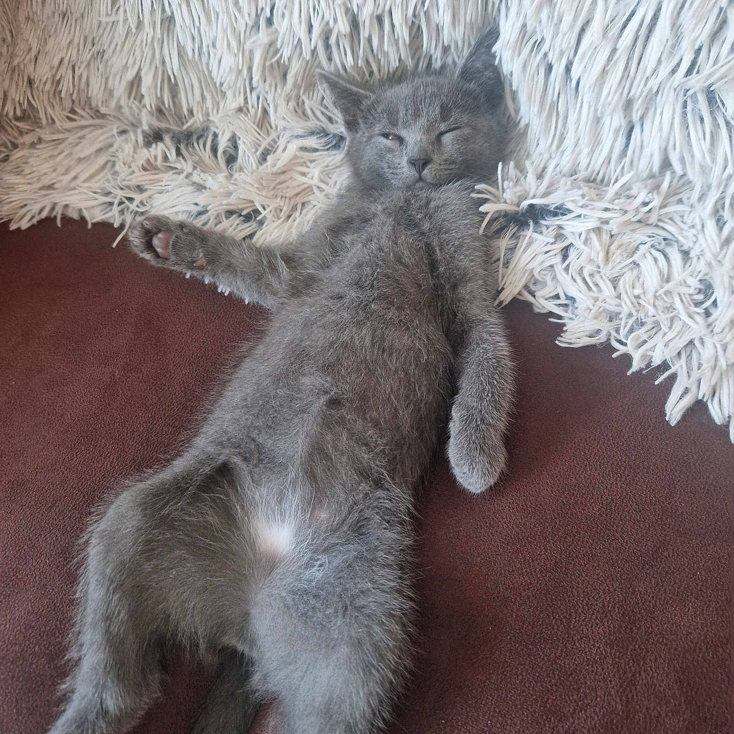 Olko