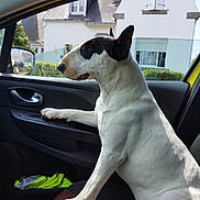 Pepa a rejoint le concours — aidez-le/la à gagner de superbes lots ! animal, black, bull_terrier, car, companion, daylight, dog, domestic_animal, door_handle, house, looking_out, outside, paw, pet, residential, seat, sitting, vehicle_interior, white, window
