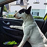 animal, black, bull_terrier, car, companion, daylight, dog, domestic_animal, door_handle, house, looking_out, outside, paw, pet, residential, seat, sitting, vehicle_interior, white, window