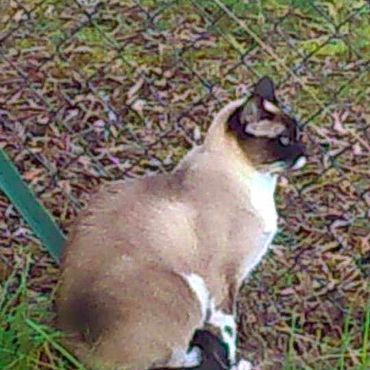 Nala