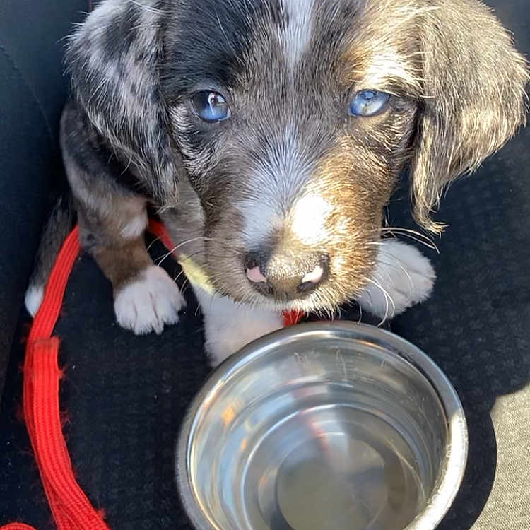 Merle