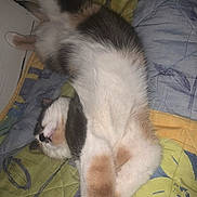 Zlabia participe au concours pour gagner de l'argent avec cette photo : cat, sleeping, fluffy, quilt, blanket, indoor, relaxed, feline, pet, resting, cute, soft_fur, colorful, patterned, comfort, domestic, animal, whiskers, paws, cozy