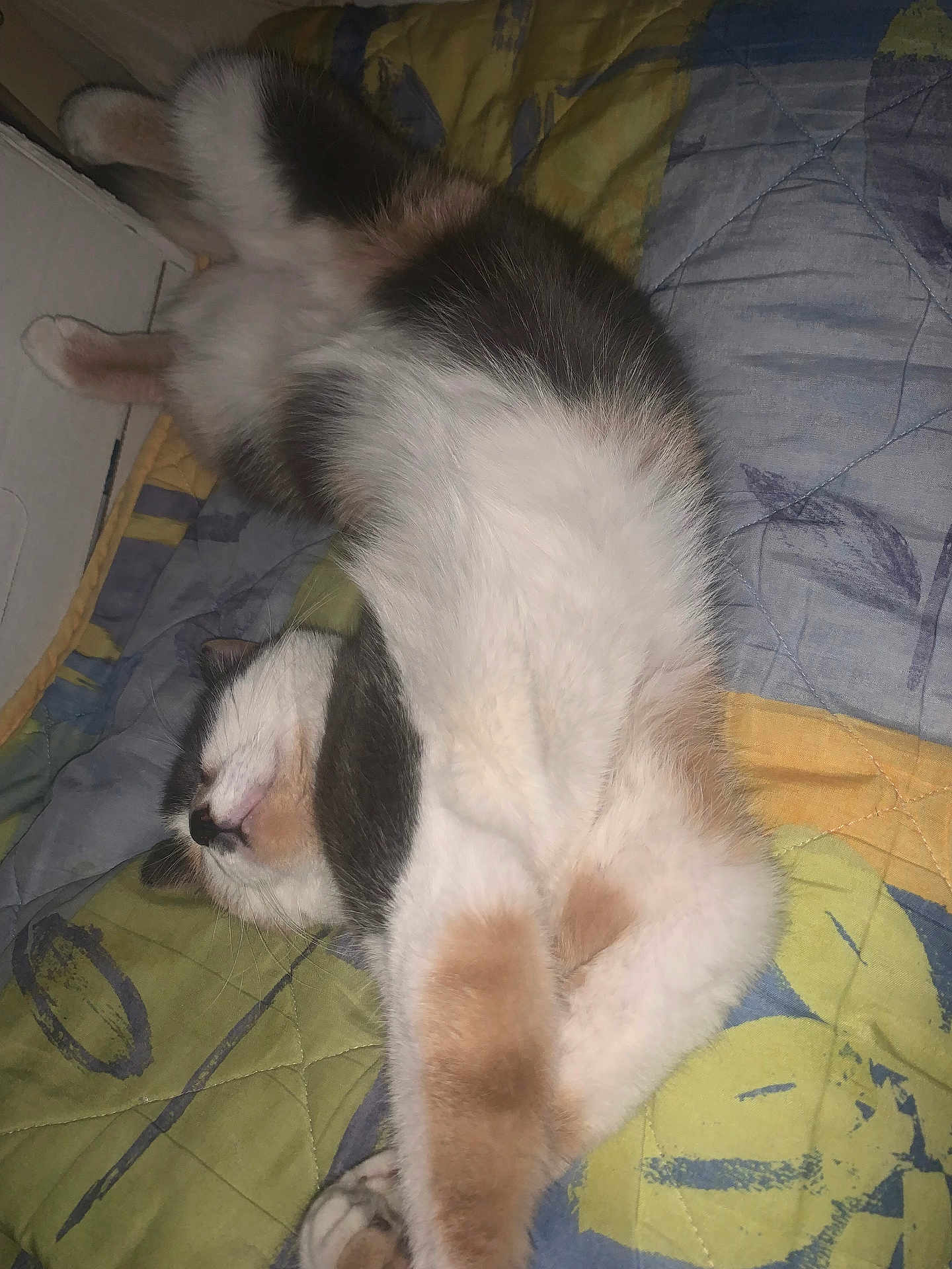 Zlabia participe au concours pour gagner de l'argent avec cette photo : cat, sleeping, fluffy, quilt, blanket, indoor, relaxed, feline, pet, resting, cute, soft_fur, colorful, patterned, comfort, domestic, animal, whiskers, paws, cozy