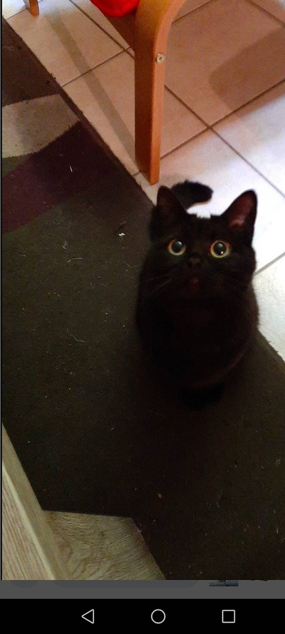 Ouistiti participe au concours pour gagner de l'argent avec cette photo : black_cat, bombay, carnivore, cat, composite_material, domestic_short_haired_cat, felidae, floor, flooring, fur, grey, hardwood, rectangle, road_surface, small_to_medium_sized_cats, snout, tail, whiskers, wood, wood_stain