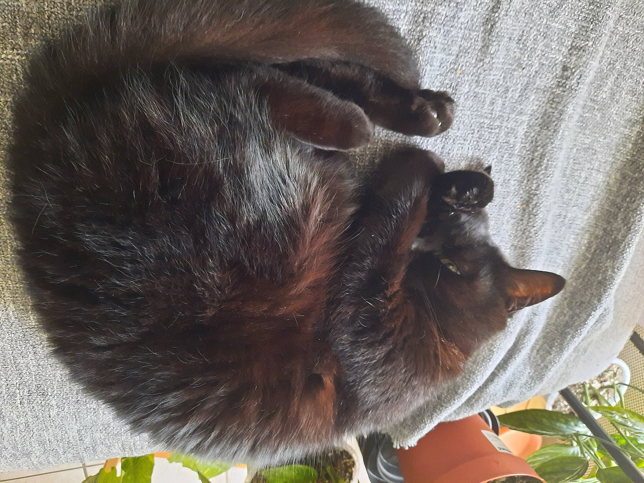 Ouistiti a rejoint le concours — aidez-le/la à gagner de superbes lots ! canidae, carnivore, claw, companion_dog, dog, dog_breed, domestic_short_haired_cat, fawn, felidae, fur, liver, mammal, paw, small_to_medium_sized_cats, snout, sporting_group, tail, terrestrial_animal, whiskers, wildlife