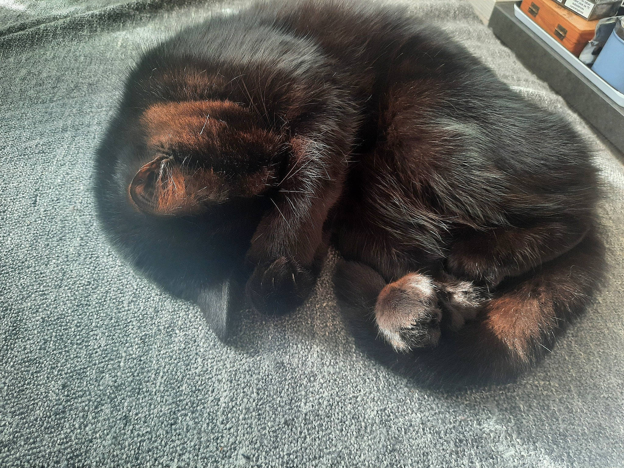 Ouistiti a rejoint le concours — aidez-le/la à gagner de superbes lots ! black_cat, canidae, carnivore, cat, claw, comfort, dog_breed, domestic_short_haired_cat, felidae, flooring, fur, grey, liver, paw, small_to_medium_sized_cats, snout, sporting_group, tail, terrestrial_animal, whiskers