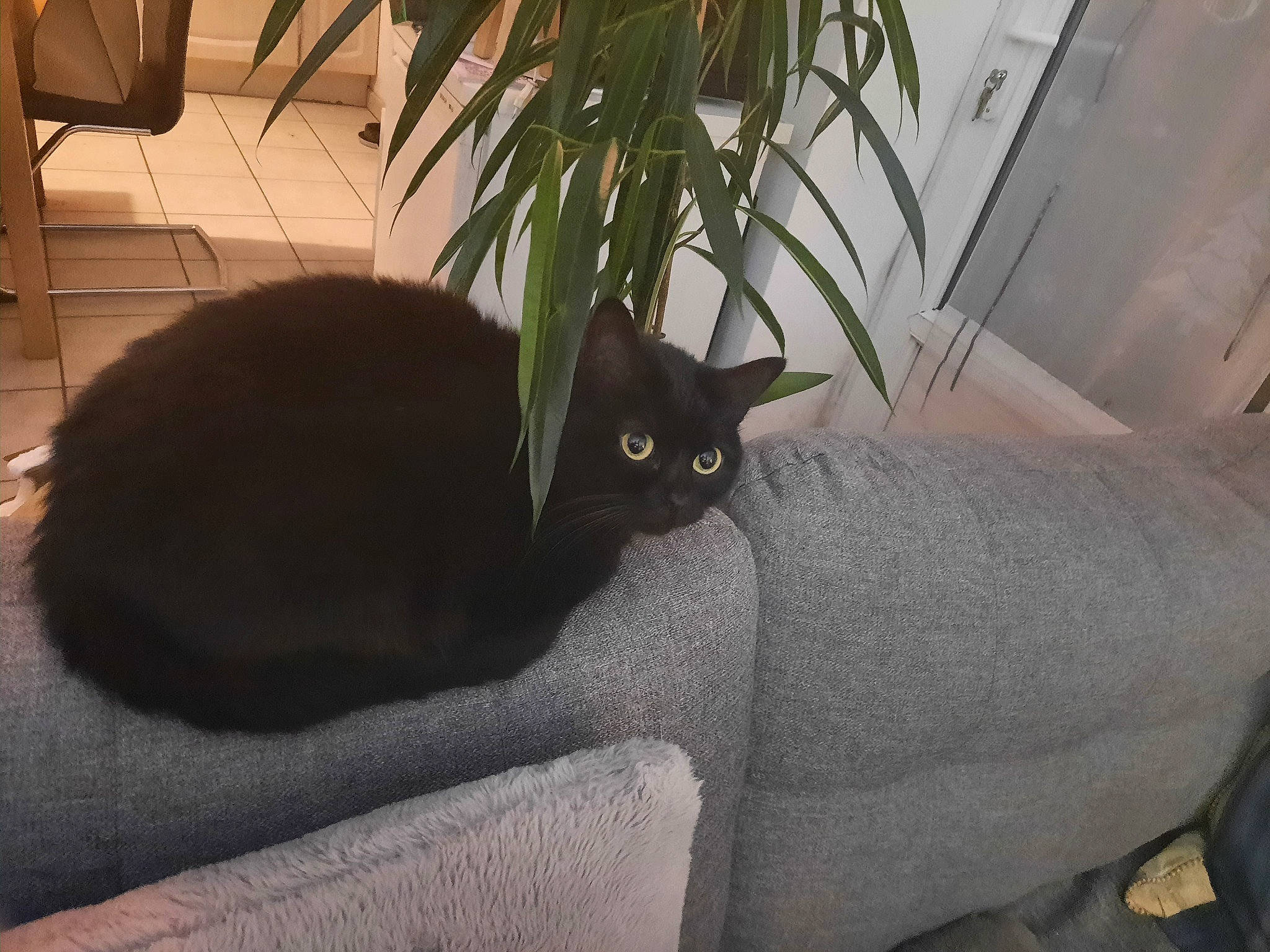 Ouistiti a rejoint le concours — aidez-le/la à gagner de superbes lots ! black_cat, carnivore, cat, comfort, domestic_short_haired_cat, felidae, flowerpot, fur, grey, houseplant, plant, room, sitting, small_to_medium_sized_cats, tail, terrestrial_animal, tints_and_shades, whiskers, window