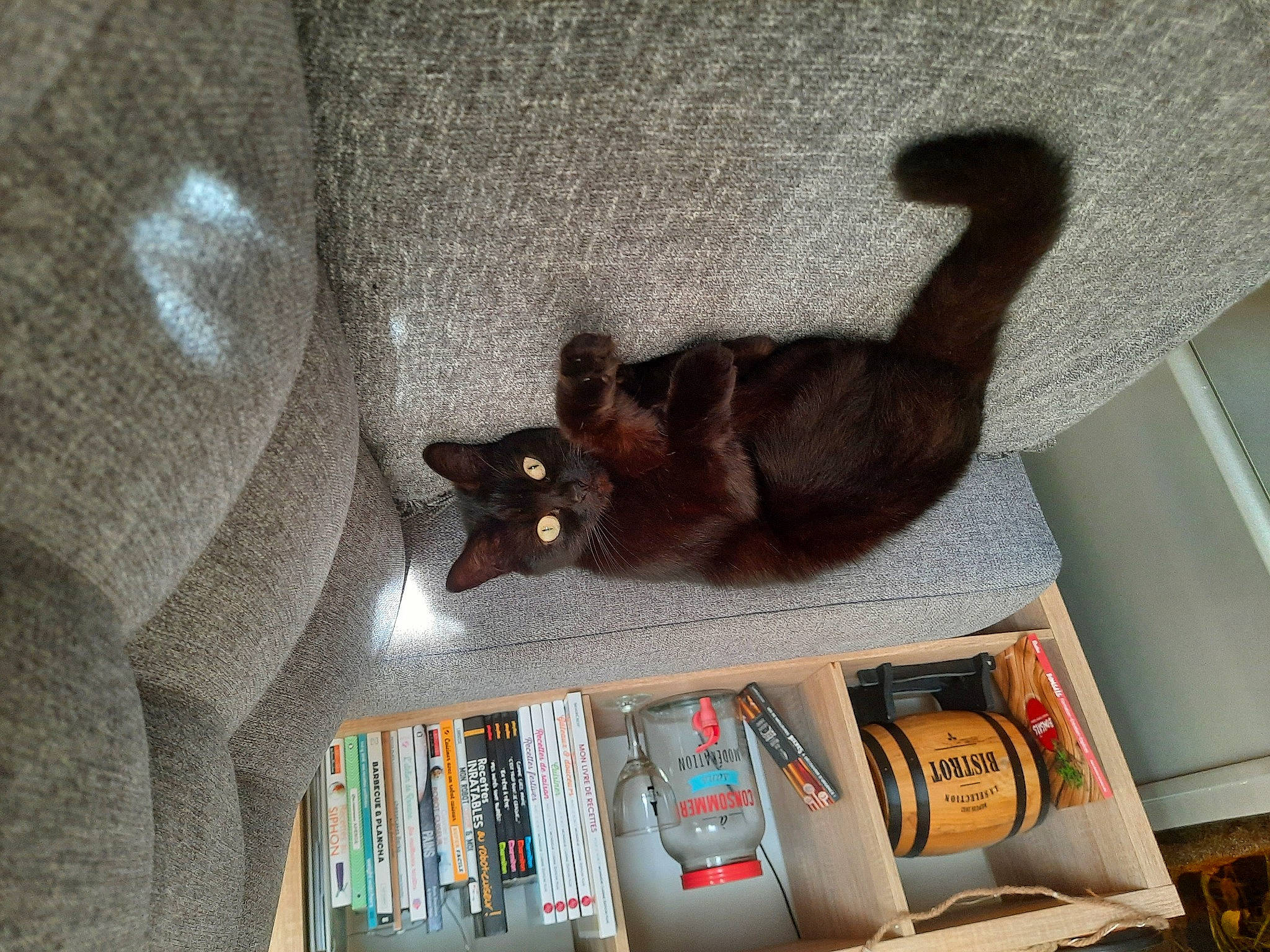 Ouistiti a rejoint le concours — aidez-le/la à gagner de superbes lots ! bag, black_cat, carnivore, cat, comfort, domestic_short_haired_cat, fawn, felidae, grey, hardwood, luggage_and_bags, mammal, room, shelf, shelving, shipping_box, small_to_medium_sized_cats, tail, whiskers, wood