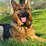 Link participe au concours pour gagner de l'argent avec cette photo : animal, canine, collar, dog, ears, friendly, fur, german_shepherd, grass, happy, leash, lying_down, mammal, nature, outdoor, park, pet, smile, sunlight, tongue_out