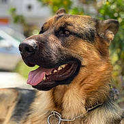 Link a rejoint le concours — aidez-le/la à gagner de superbes lots ! animal, blurred_background, canine, close_up, collar, dog, ears, friendly, fur, german_shepherd, greenery, happy, muzzle, nature, outdoor, pet, portrait, sunlight, teeth, tongue_out
