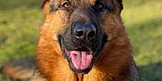 Link participe au concours pour gagner de l'argent avec cette photo : animal, canine, closeup, daytime, dog, ears, friendly, fur, german_shepherd, grass, happy, laying_down, mammal, nature, outdoor, park, pet, portrait, sunlight, tongue