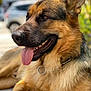 Link a rejoint le concours — aidez-le/la à gagner de superbes lots ! animal, black, blurred_background, brown, canine, close_up, collar, daylight, dog, ears, friendly, fur, german_shepherd, happy, lying_down, muzzle, outdoor, pet, portrait, tongue_out
