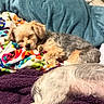Oscar Riley joined the competition — help win amazing prizes! dogs, puppies, sleeping, resting, bed, blankets, cozy, indoors, home, pets, small_dogs, yorkshire_terrier, fur, fluffy, colorful_blanket, couch, relaxed, lying_down, nap, cute