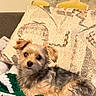 Oscar Riley is registered to the contest to win money with this photo: dog, puppy, small_dog, fluffy, brown_fur, gray_fur, lying_down, sitting, pet, animal, portrait, indoors, blanket, crochet, couch, pillow, cozy, cute, camera_gaze, home