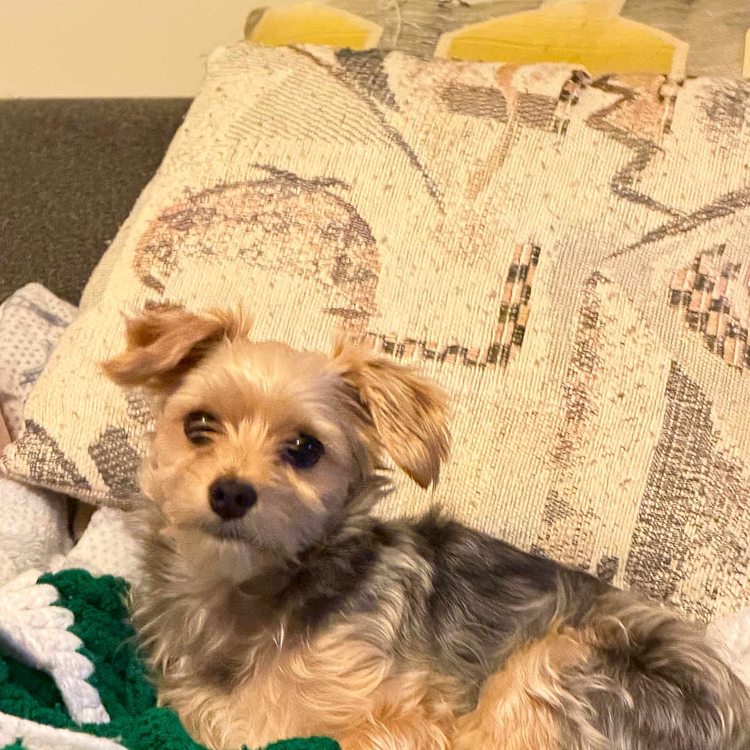 Oscar Riley is registered to the contest to win money with this photo: dog, puppy, small_dog, fluffy, brown_fur, gray_fur, lying_down, sitting, pet, animal, portrait, indoors, blanket, crochet, couch, pillow, cozy, cute, camera_gaze, home