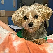 Oscar Riley joined the competition — help win amazing prizes! dog, small_dog, puppy, pet, canine, shaggy, fluffy, brown, gray, green_shirt, portrait, close_up, face, eyes, nose, paws, blanket, indoors, home, cute