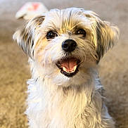 Lilly Mae joined the competition — help win amazing prizes! dog, small_dog, fluffy, white_fur, gray_fur, sitting, smiling, open_mouth, friendly, pet, portrait, indoors, carpet, living_room, toys, cute, companion_animal, long_hair, looking_at_camera, happy